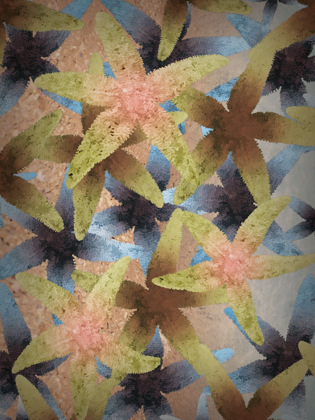 Picture of Sea Stars