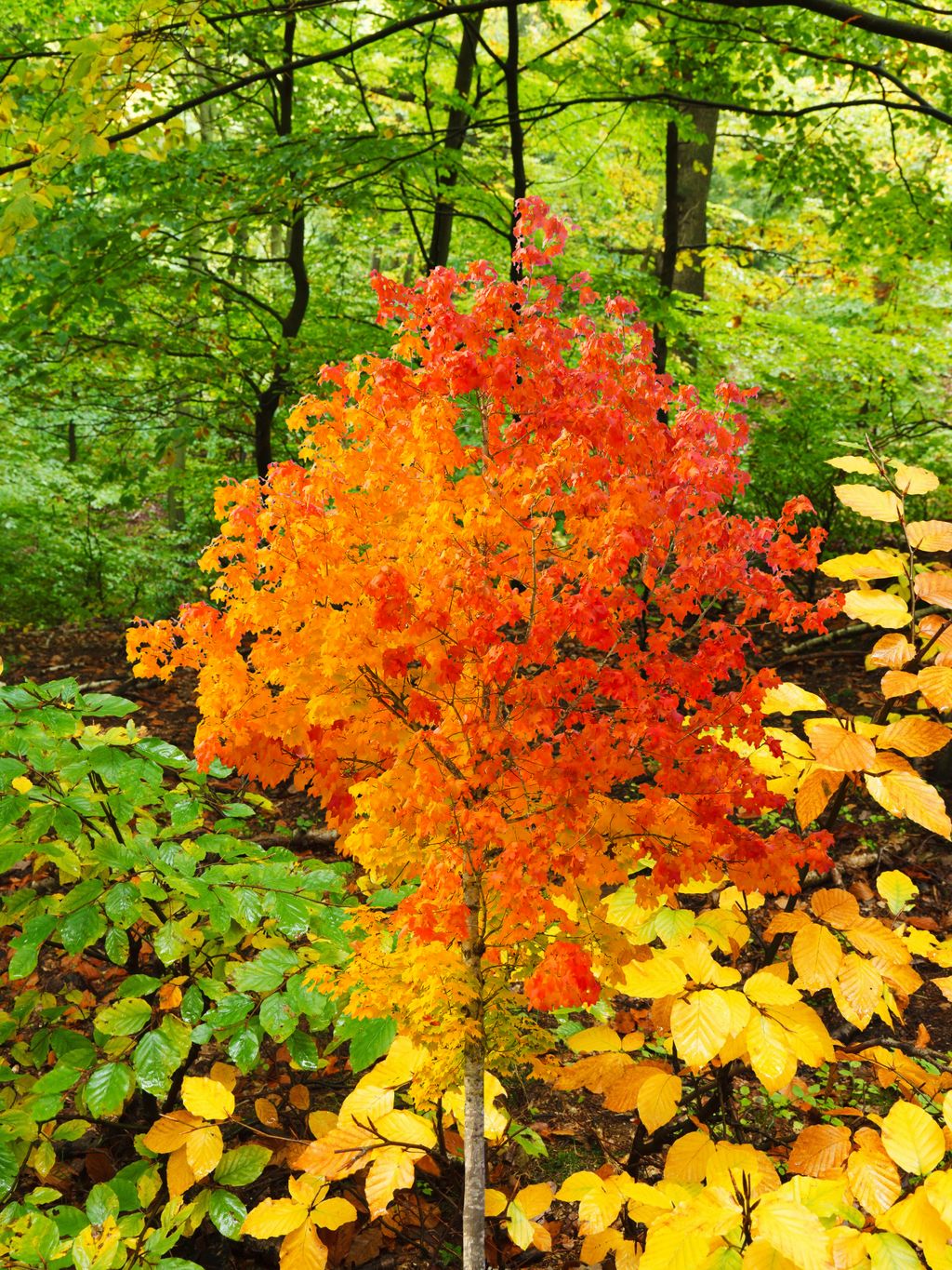 Picture of Autumn Tree and Leaves