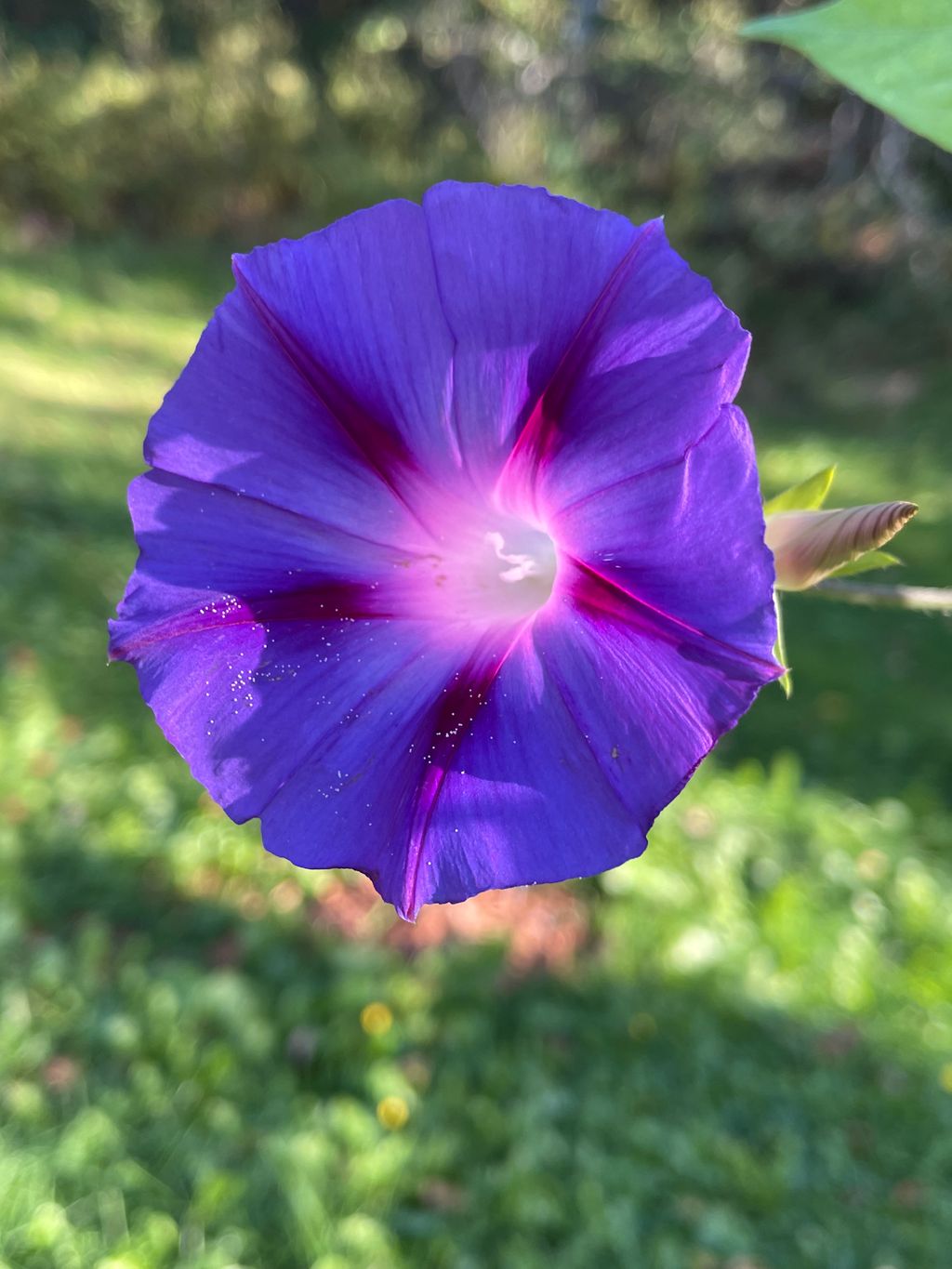 Picture of My morning Glory