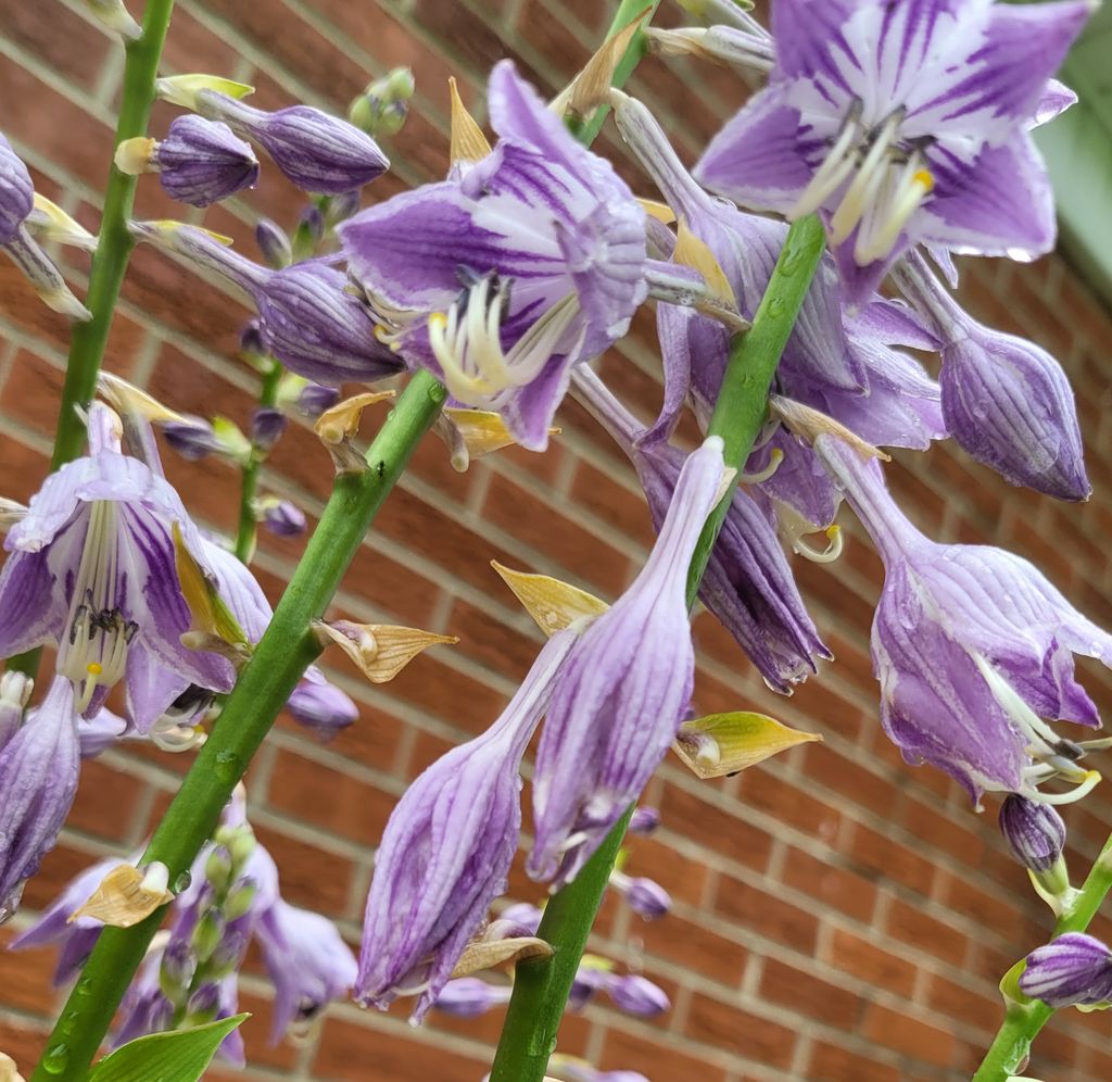 Picture of Purple Mix