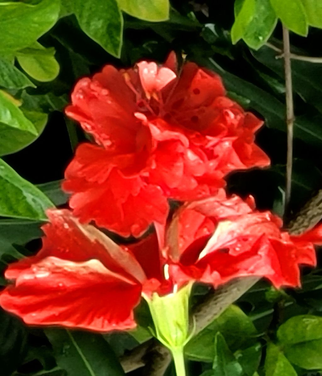 Picture of Summer Red 