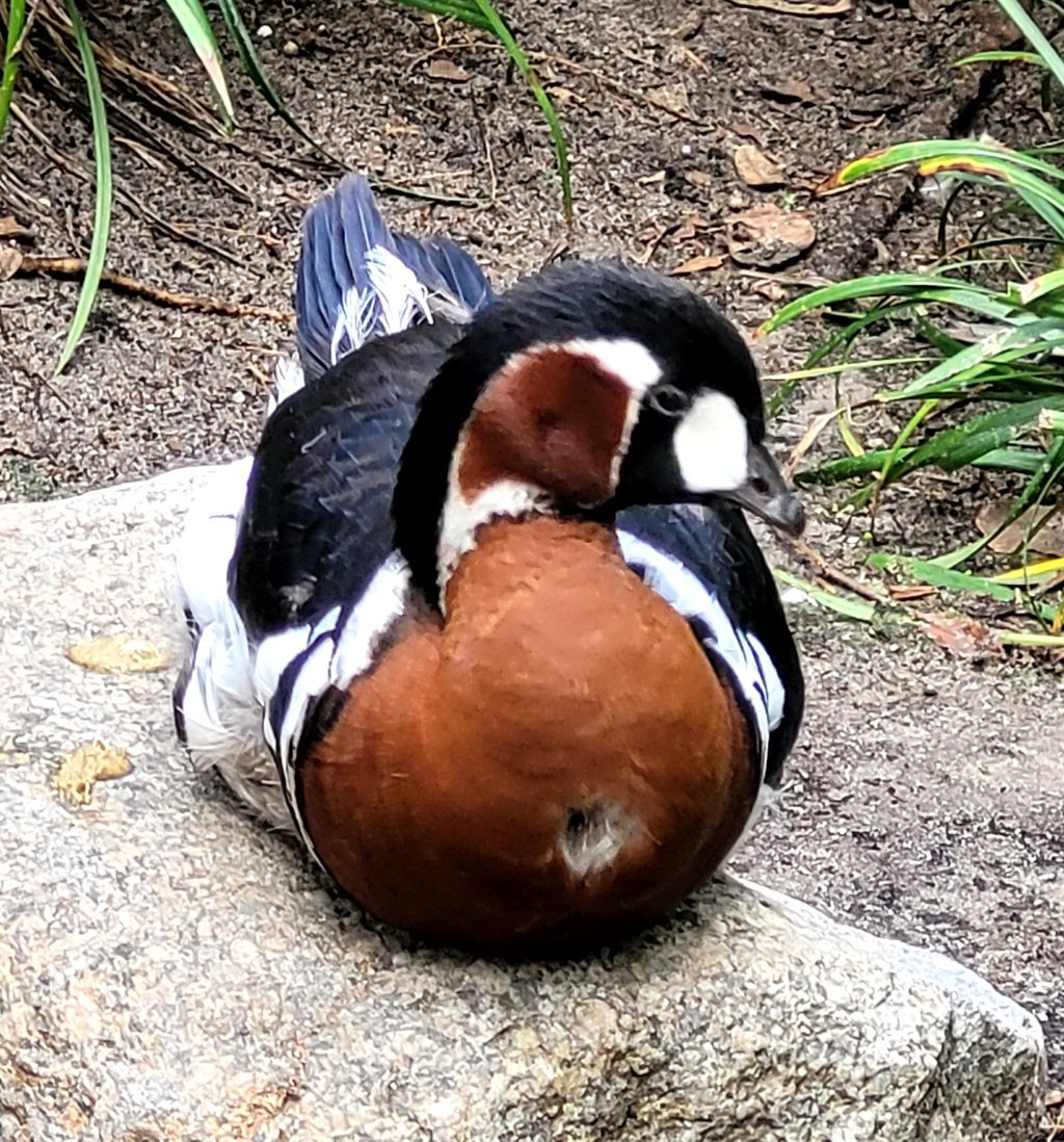 Picture of Blue Billed Duck