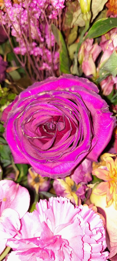 Picture of Rose Berry