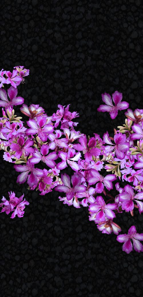 Picture of Bauhinia