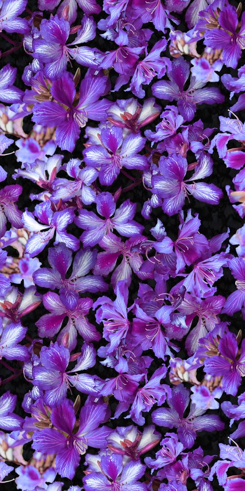 Picture of Purple Bauhinia