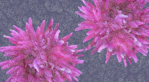 Picture of Dahlia Spot