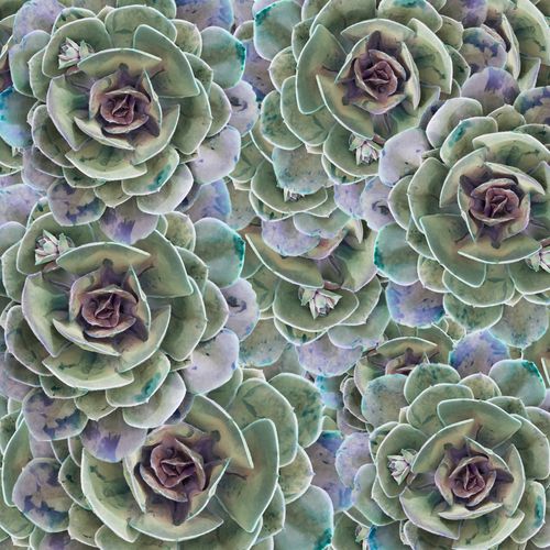 Picture of Succulent Garden