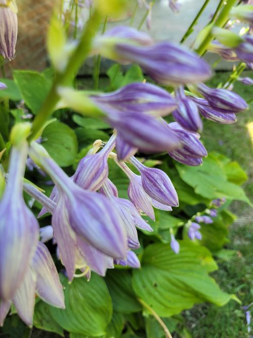 Picture of Purple Hosta