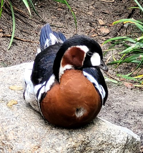 Picture of Blue Billed Duck